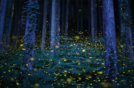foresta incantata Fonte immagine