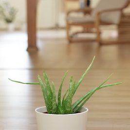 aloe vera in casa