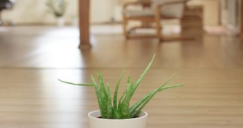 aloe vera in casa