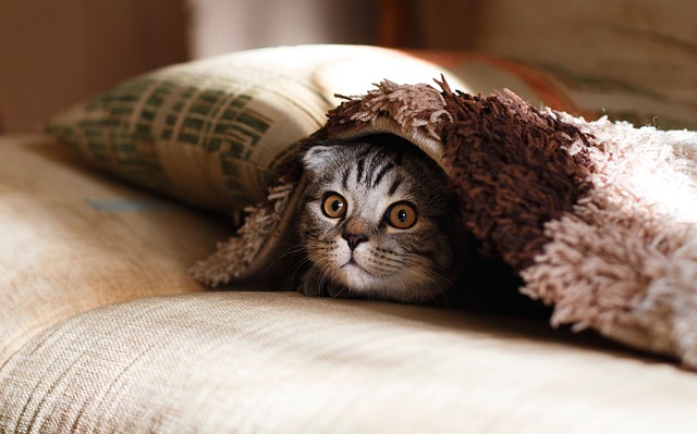 GATTO_PLAID